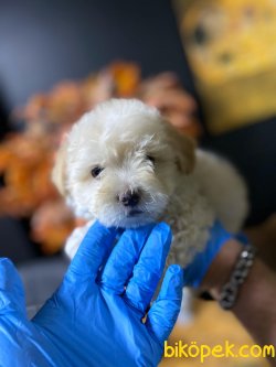 Maltipoo Bebeklerimiz 3