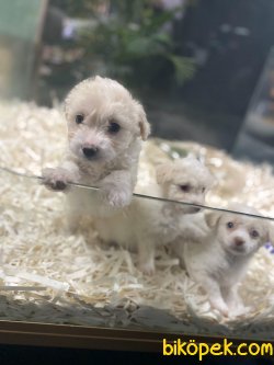 Maltipoo Bebeklerimiz 2