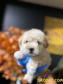 Maltipoo Bebeklerimiz 1