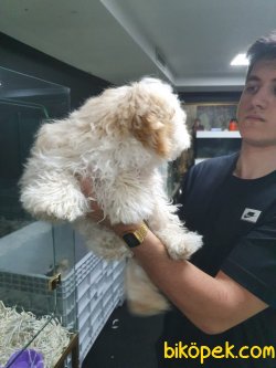 Maltipoo Bebeklerimiz 3
