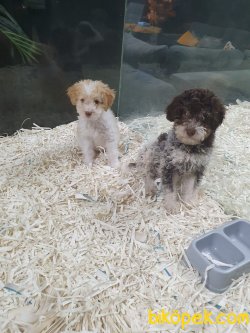 Maltipoo Bebeklerimiz 1
