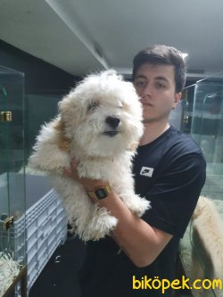 Maltipoo Bebeklerimiz 2