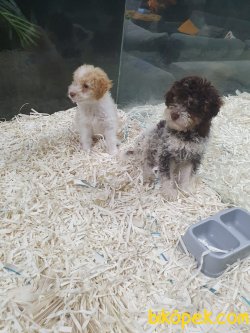 Maltipoo Bebeklerimiz 2