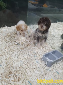 Maltipoo Bebeklerimiz 3
