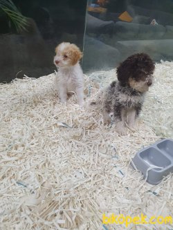 Maltipoo Bebeklerimiz 1