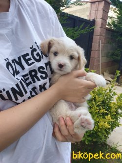 Maltipoo Bebeklerimiz 1