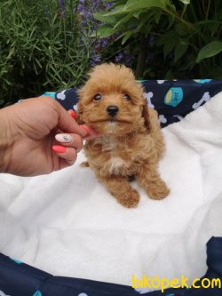 Maltipoo Bebeklerimiz 1