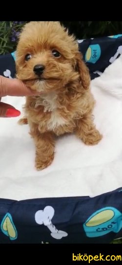 Maltipoo Bebeklerimiz 4