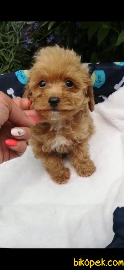 Maltipoo Bebeklerimiz 3
