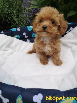 Maltipoo Bebeklerimiz 2