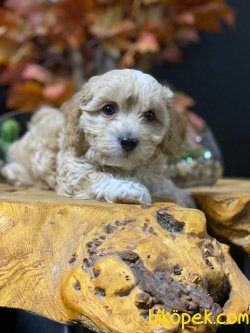 MALTİPOO BEBEKLERİMİZ 3