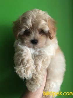 MALTİPOO BEBEKLERİMİZ 1