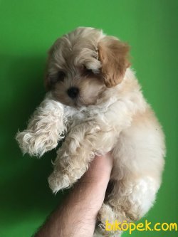 MALTİPOO BEBEKLERİMİZ 2