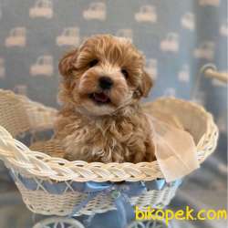 MALTİPOO BEBEKLERİMİZ 1