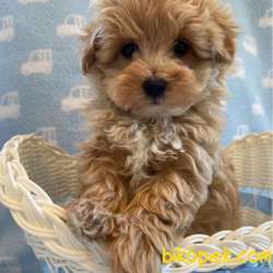 MALTİPOO BEBEKLERİMİZ 2