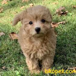MALTİPOO BEBEKLERİMİZ 3