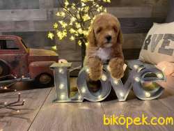 MALTİPOO BEBEKLERİMİZ 3