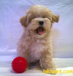 MALTİPOO BEBEKLERİMİZ 2