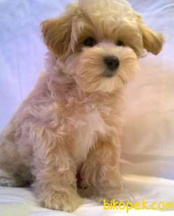 MALTİPOO BEBEKLERİMİZ 1