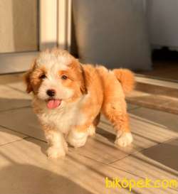 Maltipoo Bebeklerimiz 1