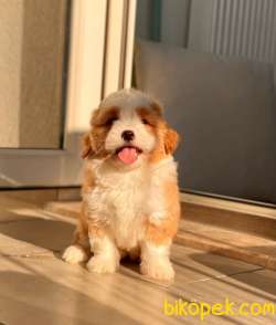 Maltipoo Bebeklerimiz 2