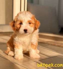 Maltipoo Bebeklerimiz 3