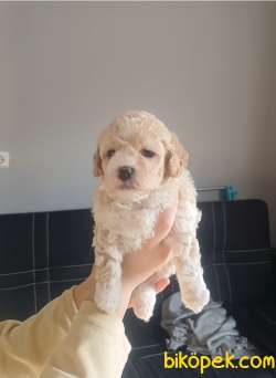 Maltipoo Bebeklerimiz 2