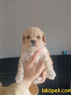 Maltipoo Bebeklerimiz 3