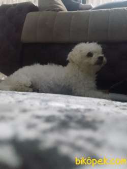 Maltipoo Bebeklerimiz 4