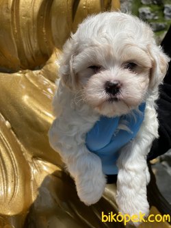 Maltipoo  Bebeklerimiz Antialerjik 1