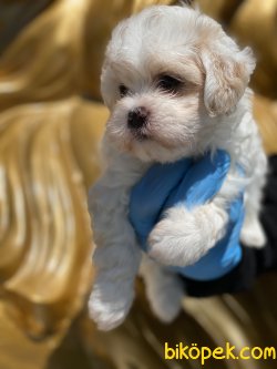 Maltipoo  Bebeklerimiz Antialerjik 3