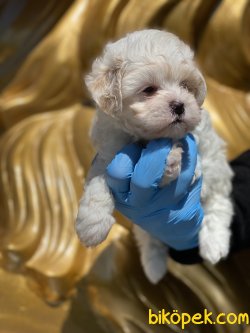 Maltipoo  Bebeklerimiz Antialerjik 2