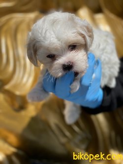 Maltipoo  Bebeklerimiz Antialerjik 4