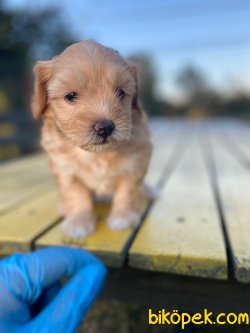 Maltipoo Bebeklerimiz Irk Garantili 4