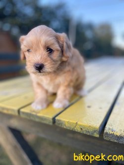 Maltipoo Bebeklerimiz Irk Garantili 3