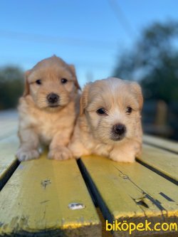 Maltipoo Bebeklerimiz Irk Garantili 2
