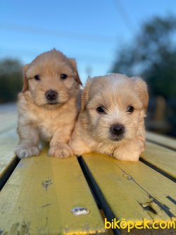 Maltipoo Bebeklerimiz Irk Garantili 1