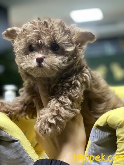 Maltipoo Bebeklerimiz Nadir Dizayn Irk 3