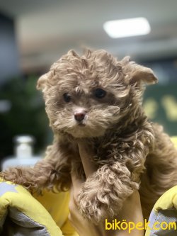 Maltipoo Bebeklerimiz Nadir Dizayn Irk 2