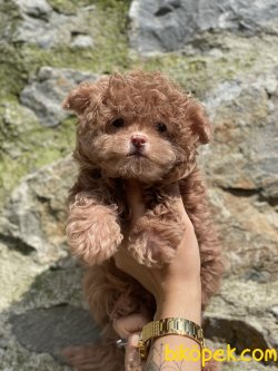 Maltipoo Bebeklerimiz Nadir Üretim Gerçek Maltipoo 4