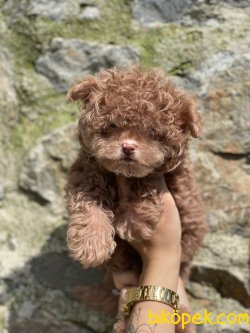 Maltipoo Bebeklerimiz Nadir Üretim Gerçek Maltipoo 2