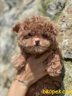 Maltipoo Bebeklerimiz Nadir Üretim Gerçek Maltipoo 5