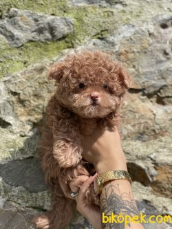 Maltipoo Bebeklerimiz Nadir Üretim Gerçek Maltipoo 1