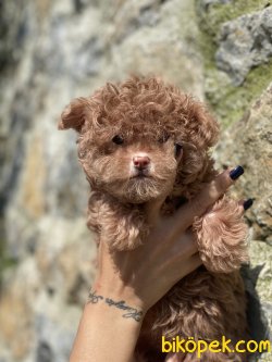 Maltipoo Bebeklerimiz Nadir Üretim Gerçek Maltipoo 3