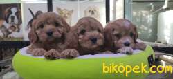 MALTİPOO BEBEKLERİMİZ ONAYLI ÇİFTLİKTEN 4