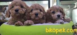 MALTİPOO BEBEKLERİMİZ ONAYLI ÇİFTLİKTEN 5
