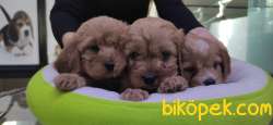 MALTİPOO BEBEKLERİMİZ ONAYLI ÇİFTLİKTEN 3