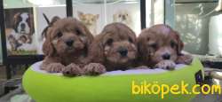 MALTİPOO BEBEKLERİMİZ ONAYLI ÇİFTLİKTEN 2