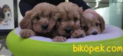 MALTİPOO BEBEKLERİMİZ ONAYLI ÇİFTLİKTEN 1