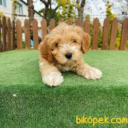Maltipoo Bebeklerimiz Orjinal 3